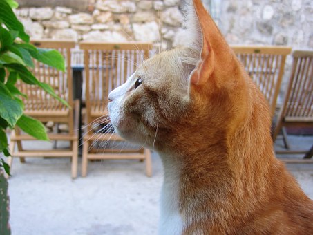 How To House Train A Pet