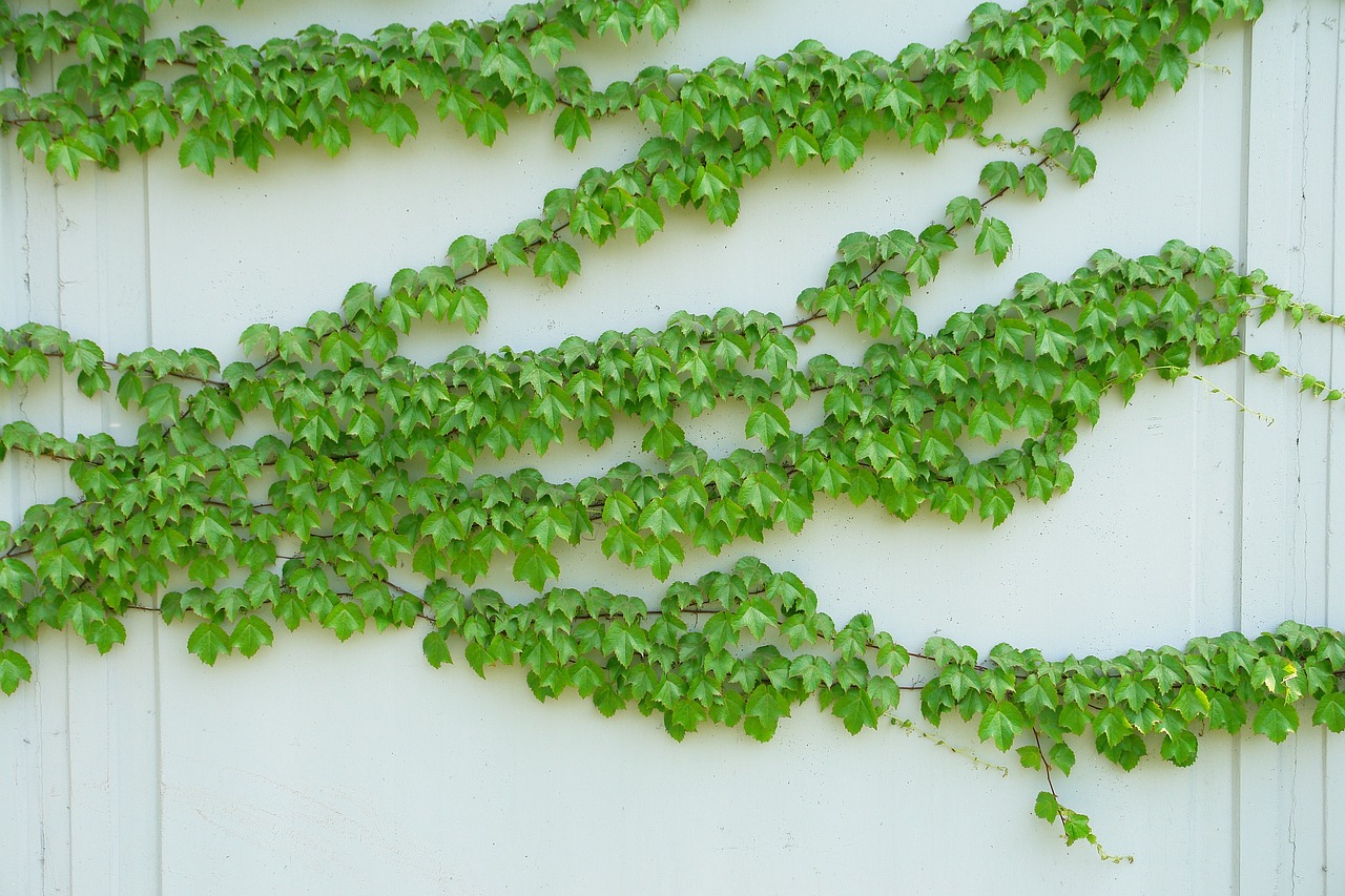 Fast-Growing Climbing Plants Every Beginner Will Certainly Love